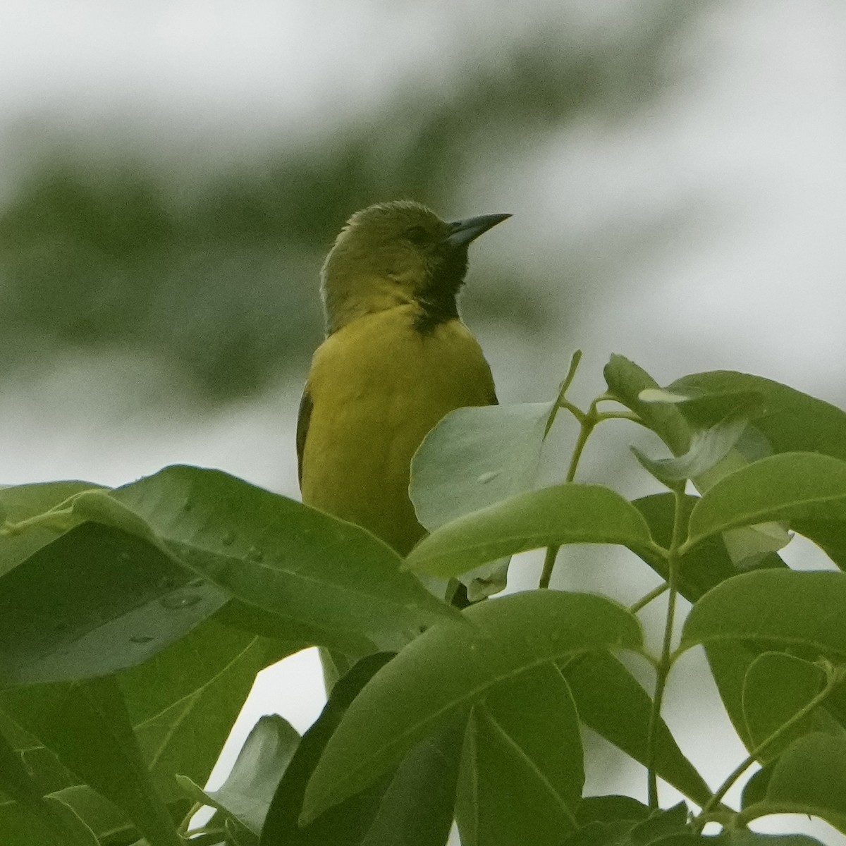 Orchard Oriole - ML620107408