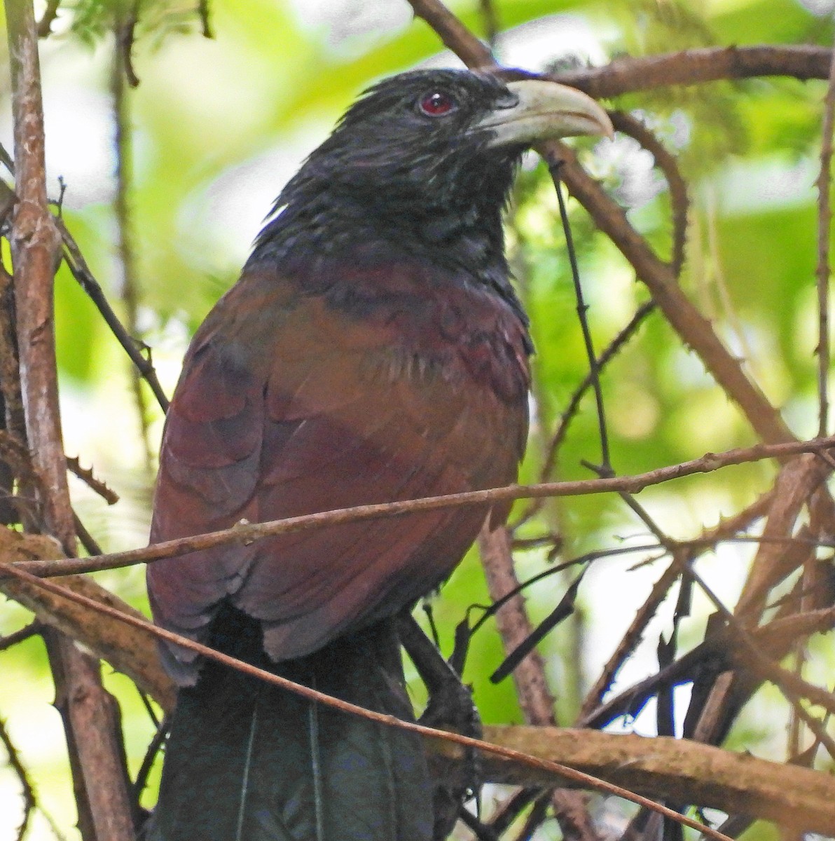 Green-billed Coucal - ML620107413