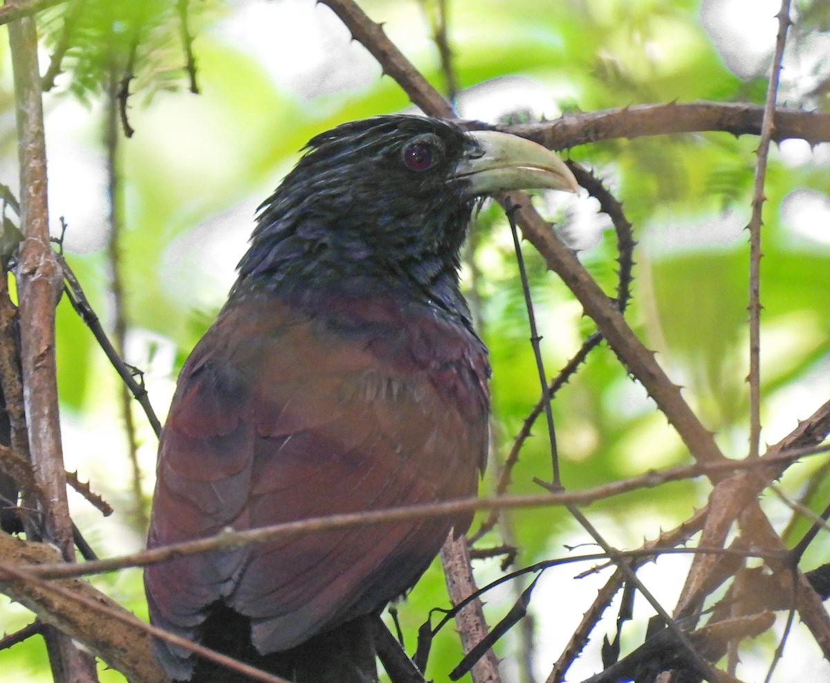Green-billed Coucal - ML620107414