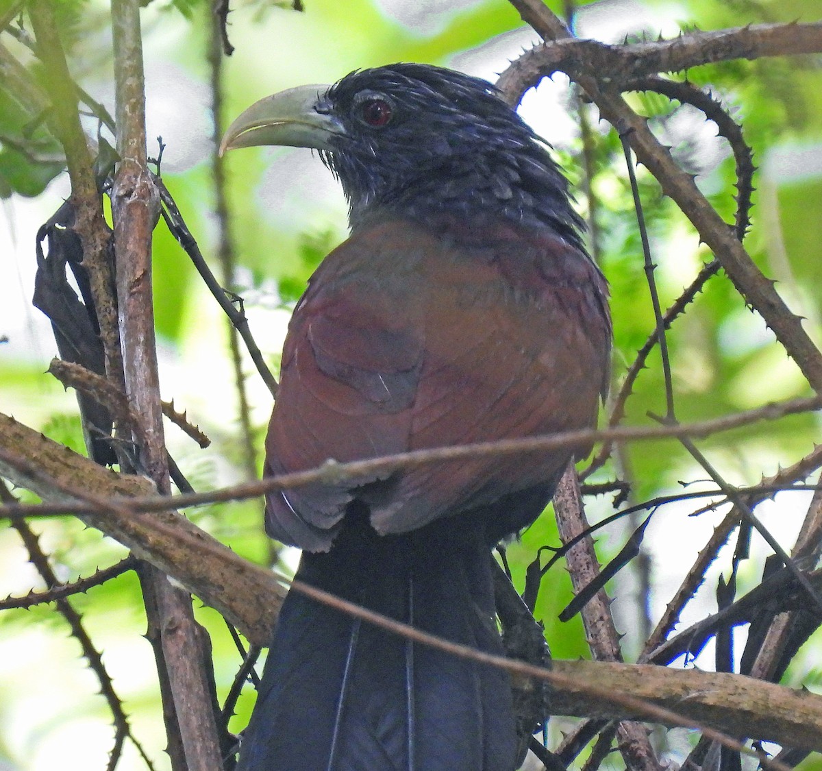 Green-billed Coucal - ML620107415