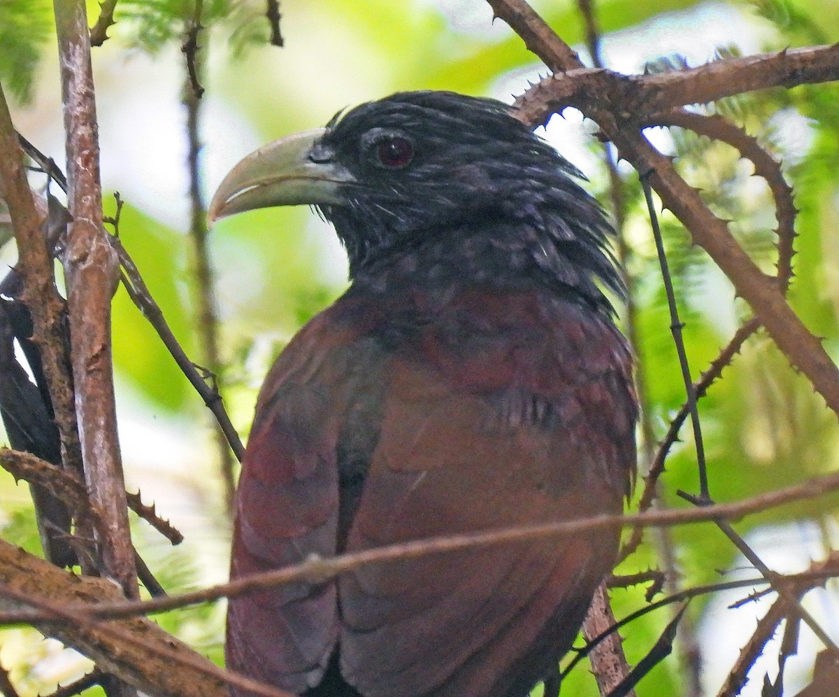 Green-billed Coucal - ML620107416