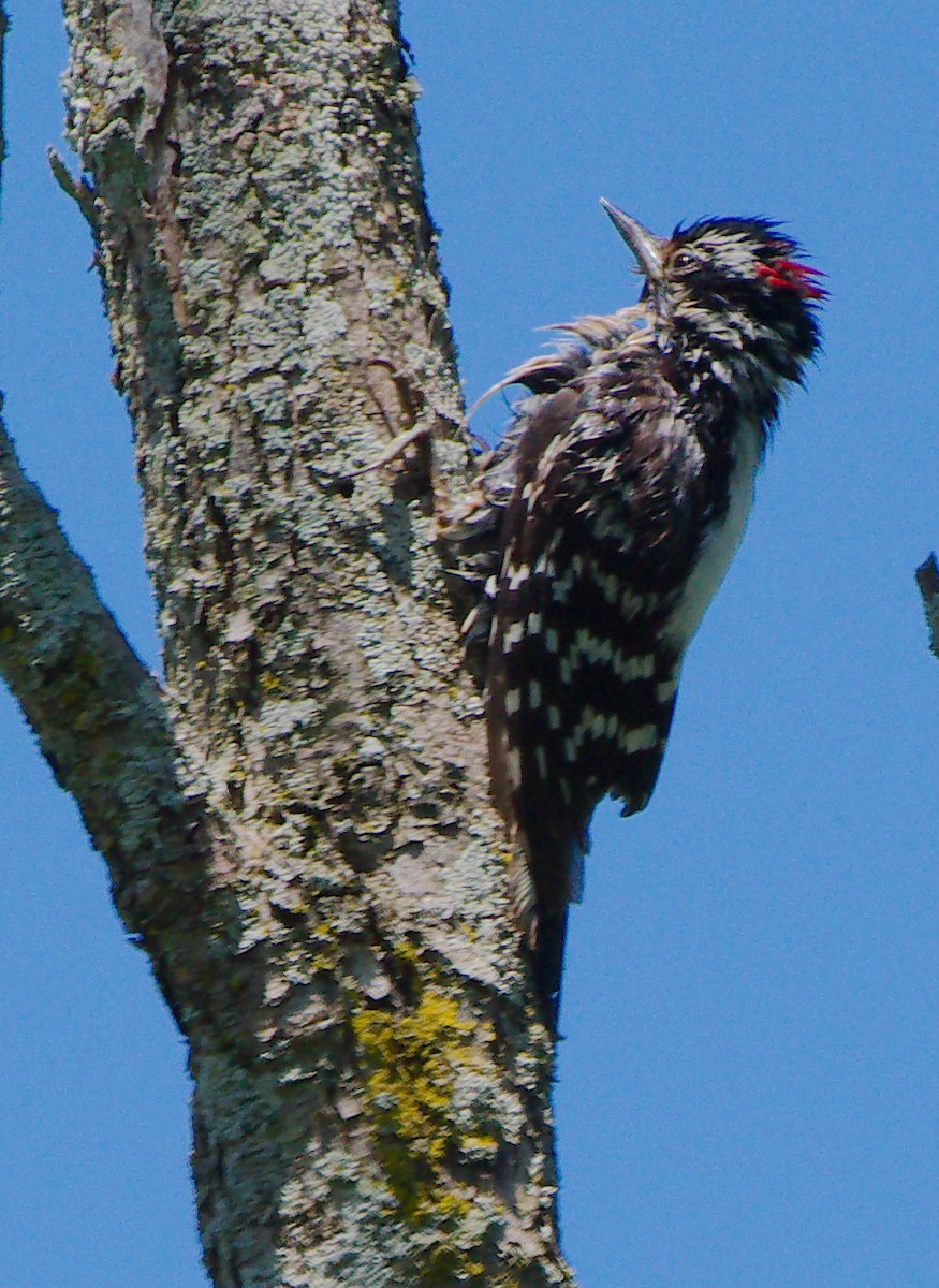 Hairy Woodpecker - ML620107420