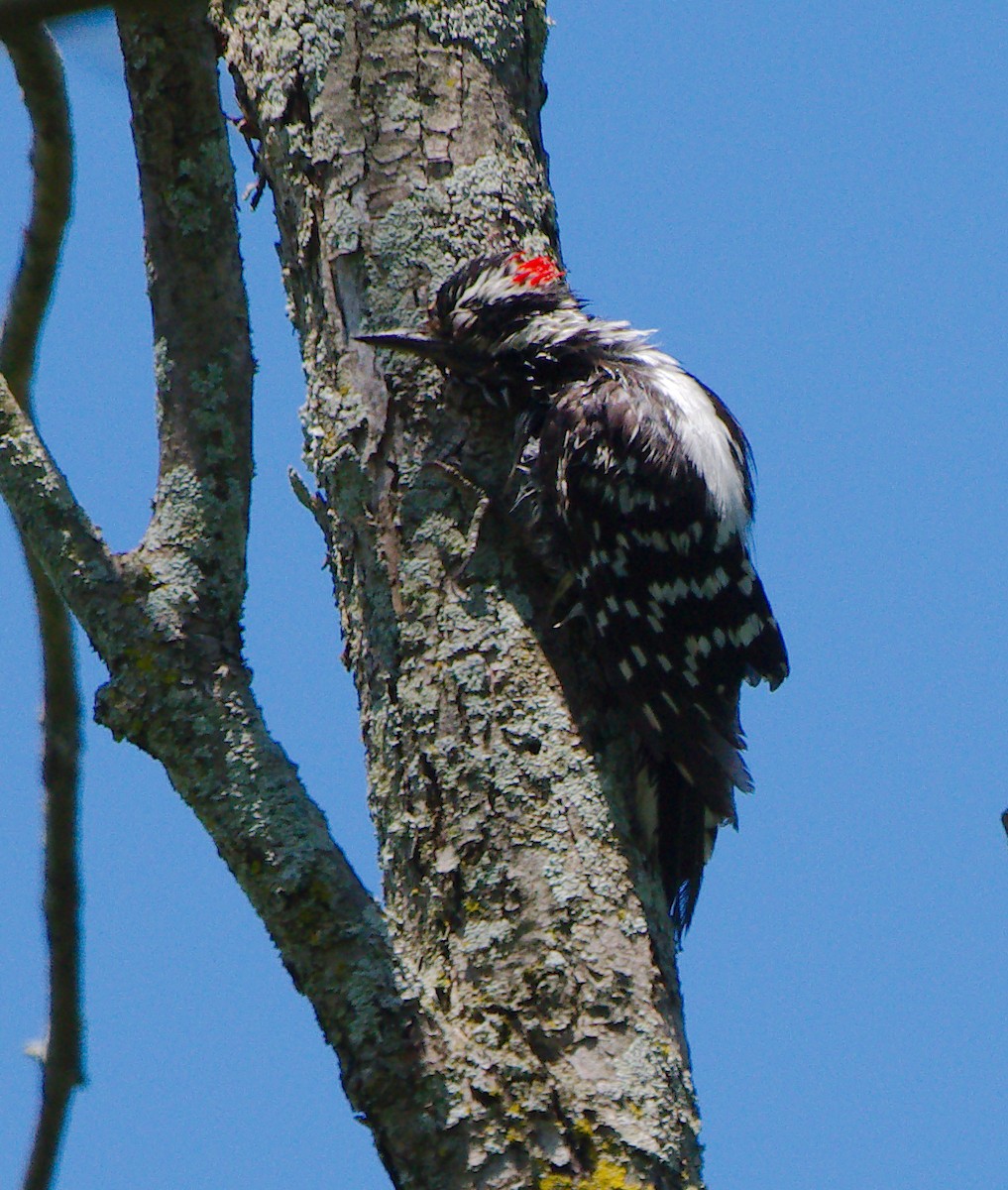 Hairy Woodpecker - ML620107421