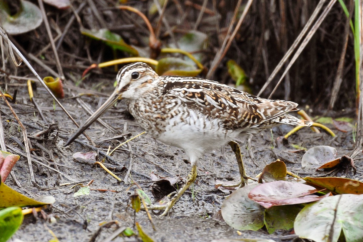 Wilson's Snipe - ML620107430