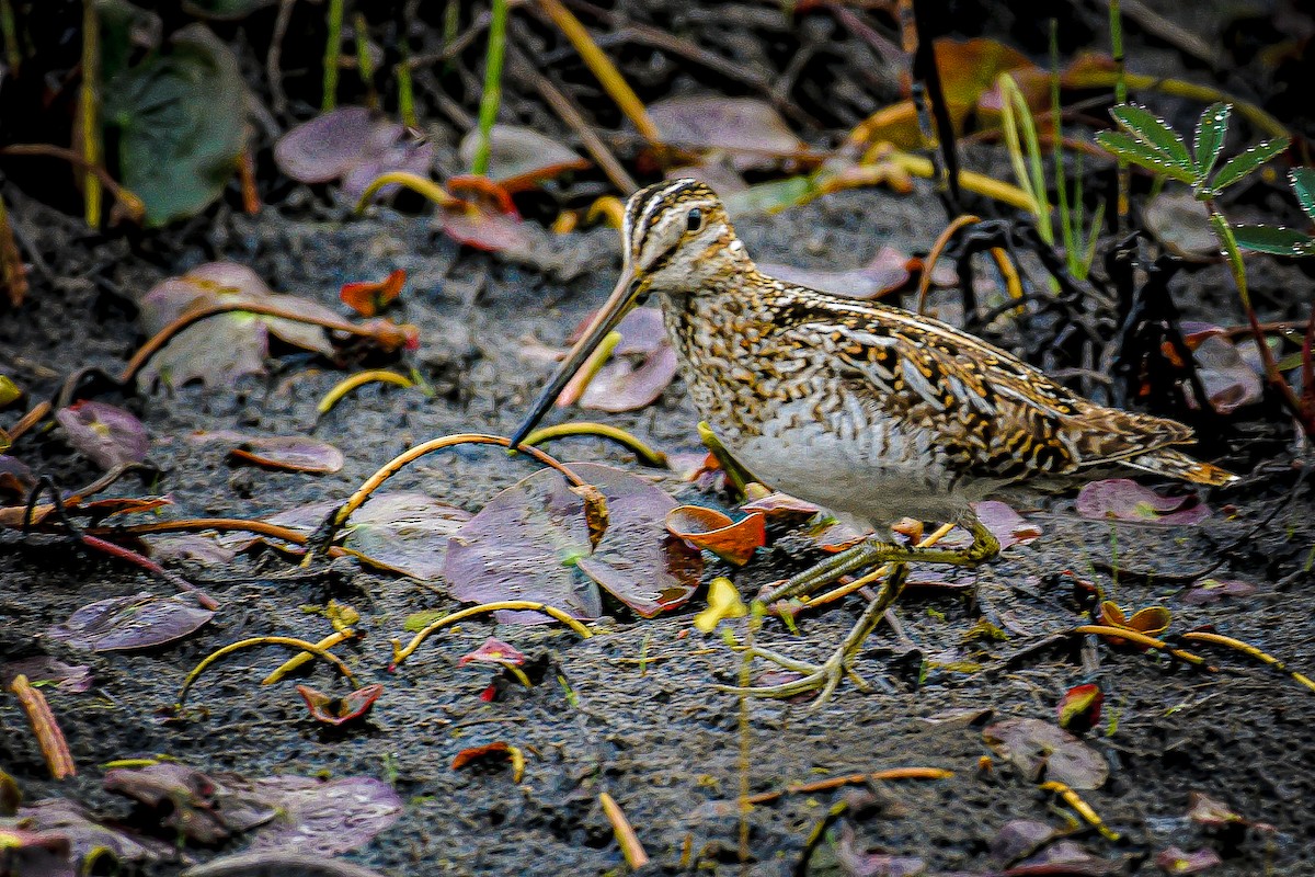 Wilson's Snipe - ML620107432