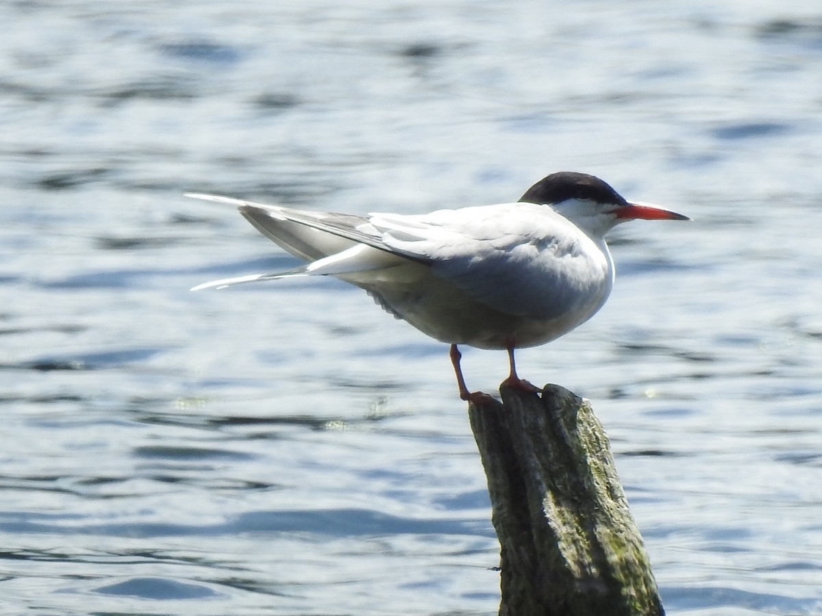 Common Tern - ML620107446