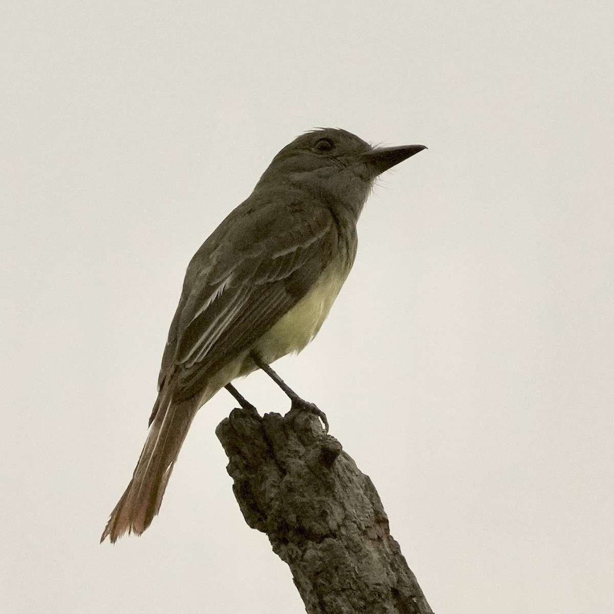 Great Crested Flycatcher - ML620107448