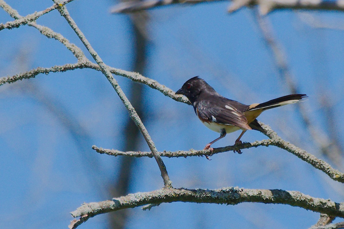 Eastern Towhee - ML620107449