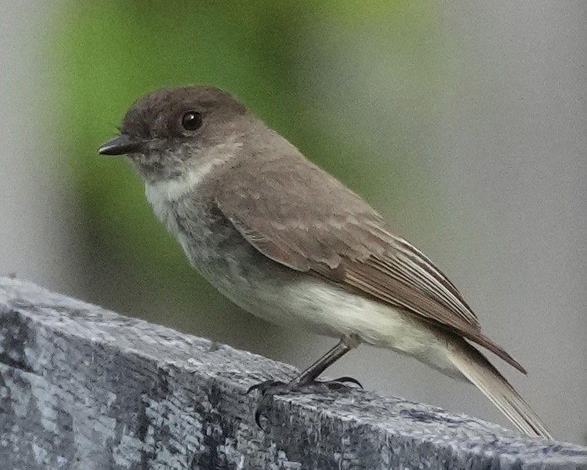 Eastern Phoebe - ML620107459