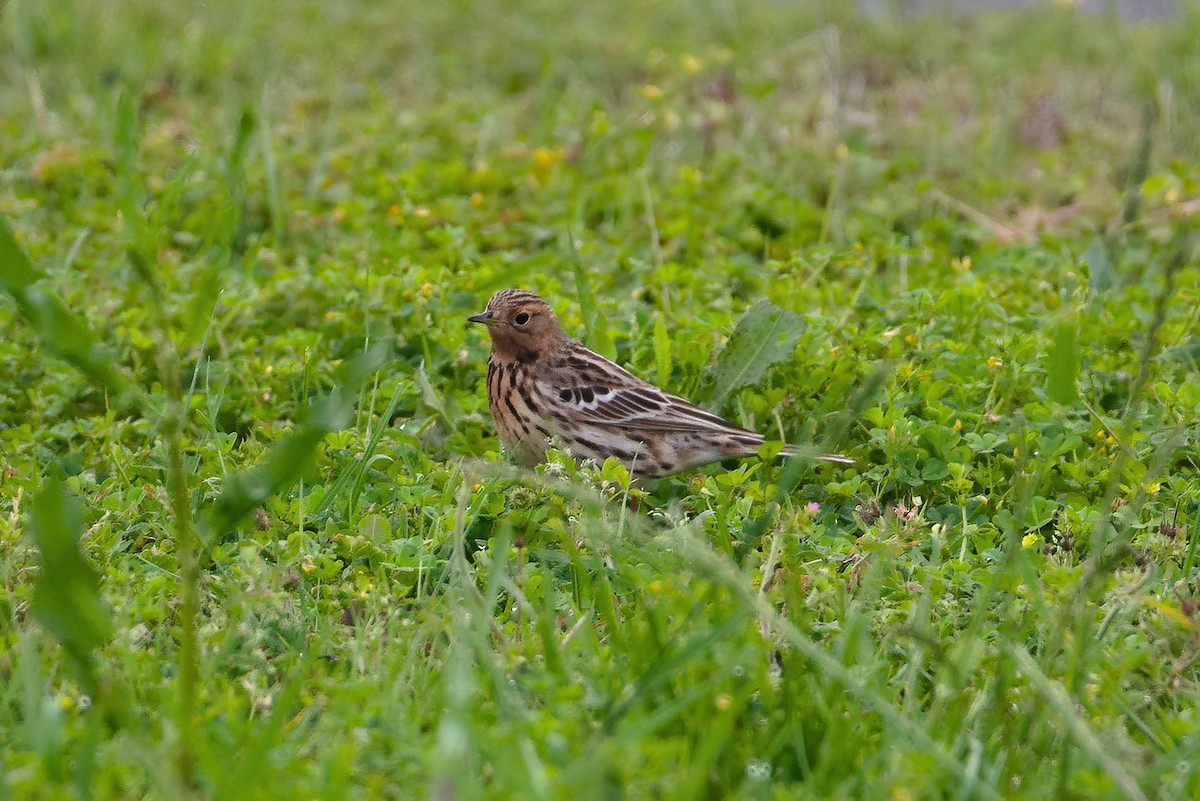 Red-throated Pipit - ML620107473