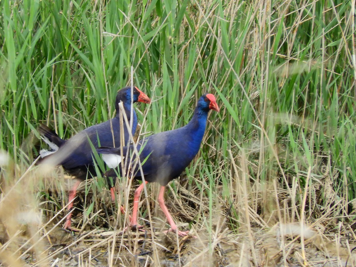 Western Swamphen - ML620107483