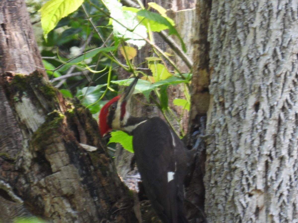 Pileated Woodpecker - ML620107485