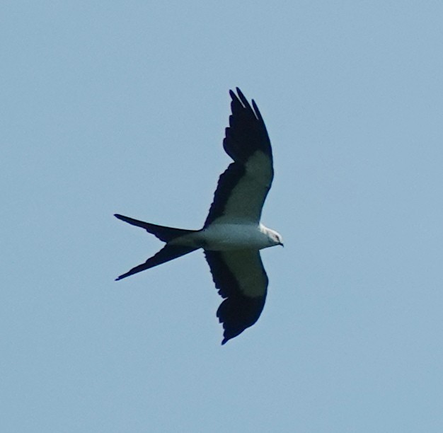 Swallow-tailed Kite - ML620107501