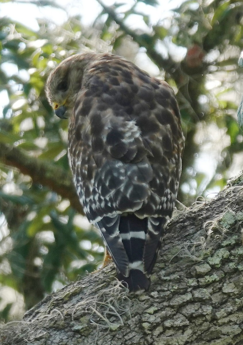 Red-shouldered Hawk - ML620107506