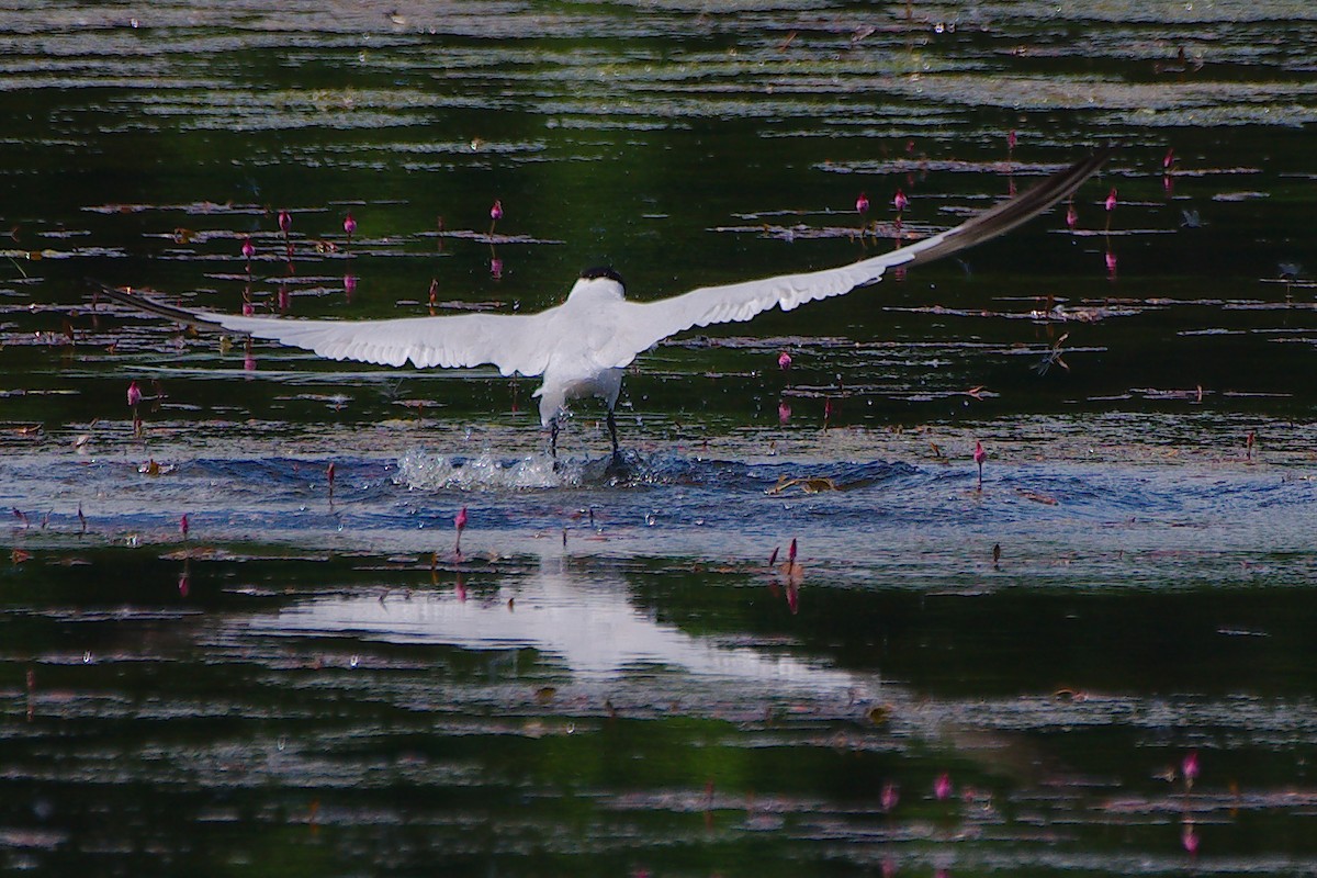 Caspian Tern - ML620107513