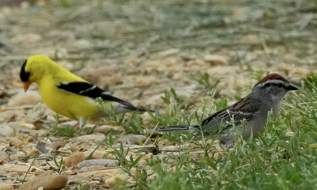 American Goldfinch - ML620107521