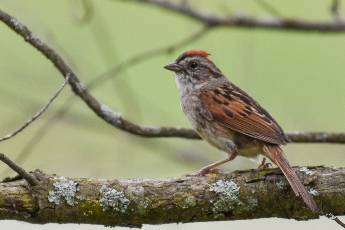 Swamp Sparrow - ML620107561