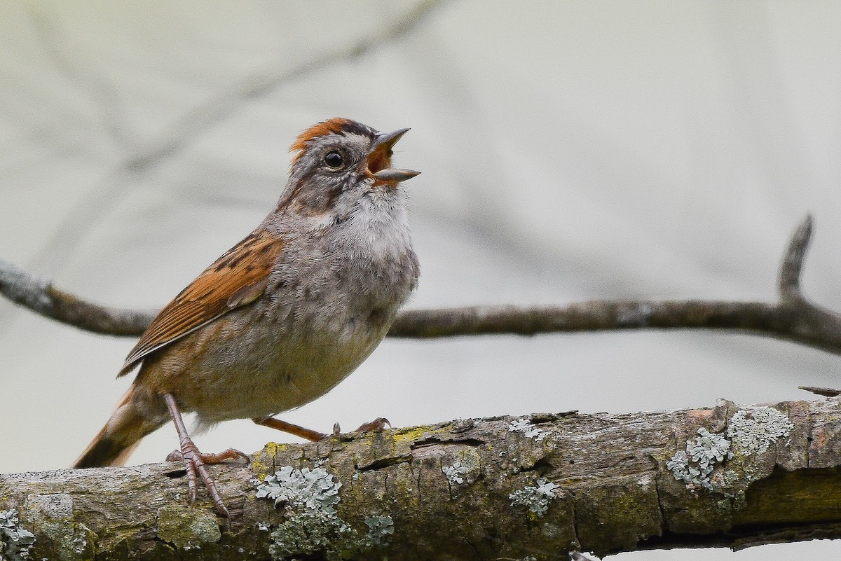 Swamp Sparrow - ML620107562