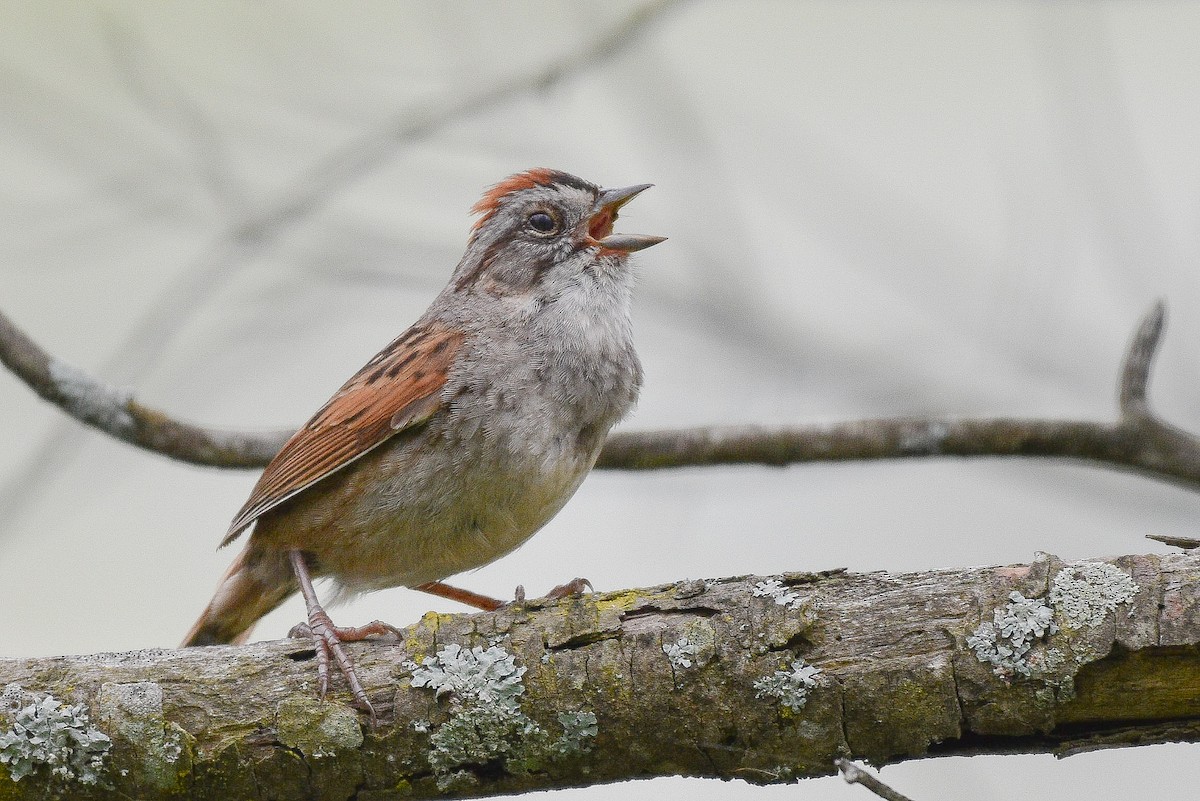 Swamp Sparrow - ML620107563