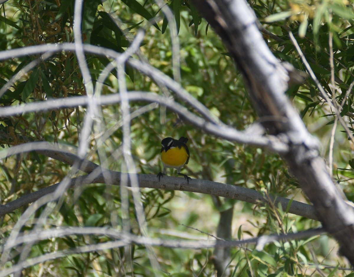 Yellow-breasted Chat - ML620107567