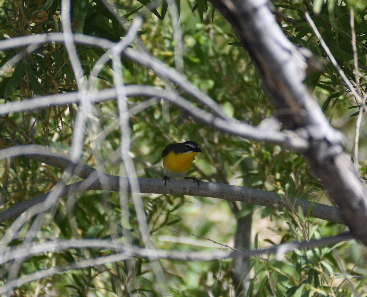 Yellow-breasted Chat - ML620107568