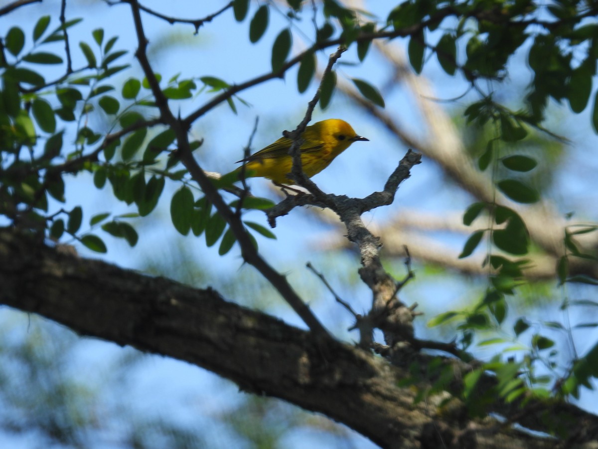 Yellow Warbler - ML620107576