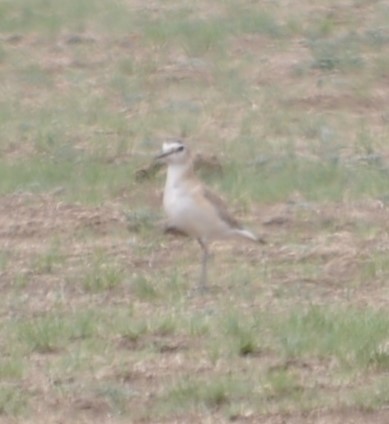 Mountain Plover - ML620107582