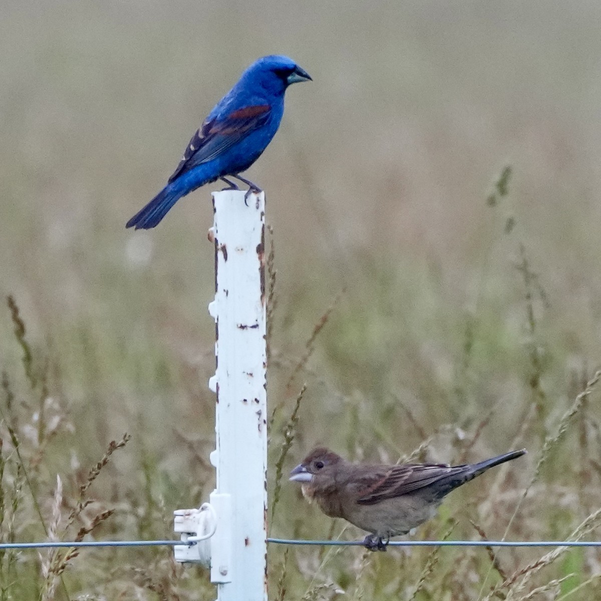 Blue Grosbeak - ML620107592