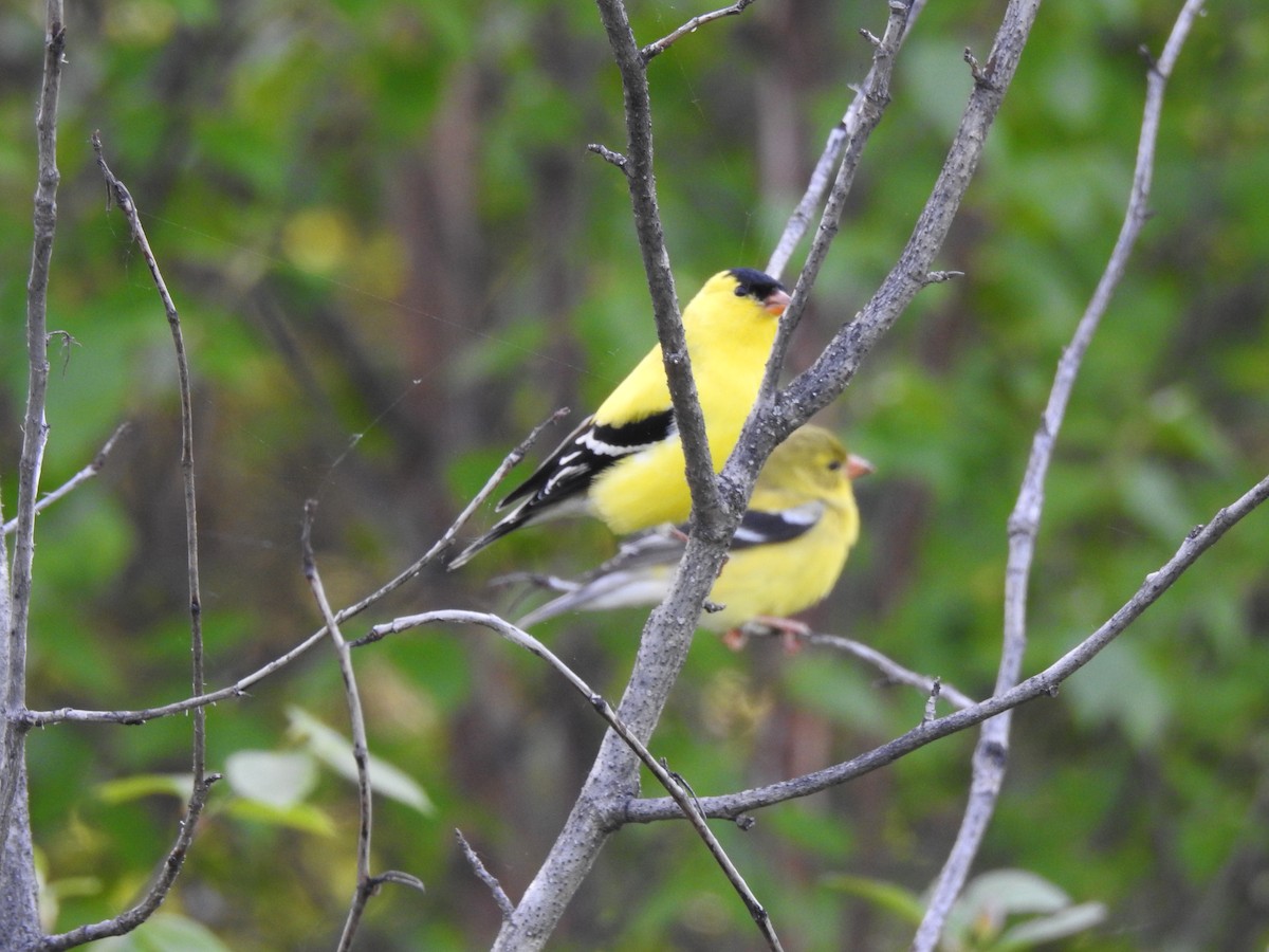 American Goldfinch - ML620107595