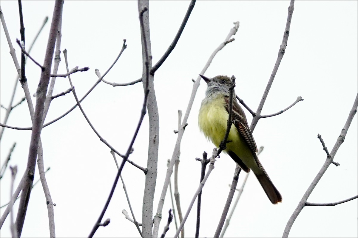 Great Crested Flycatcher - ML620107596