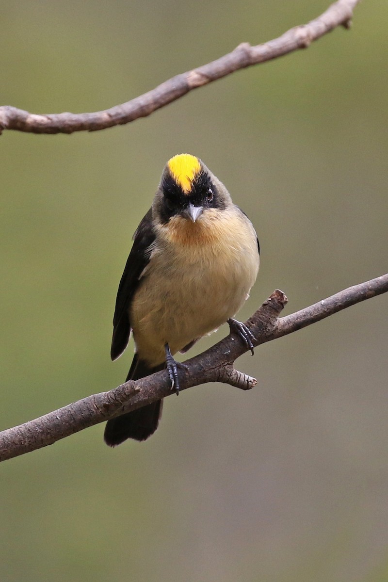 Black-goggled Tanager - ML620107623