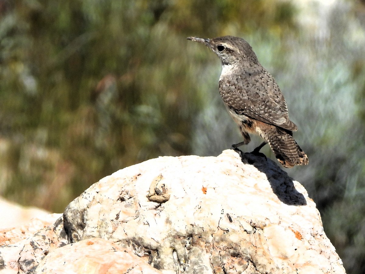 Rock Wren - ML620107625