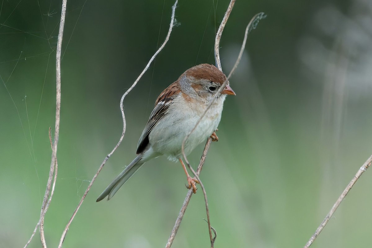 Field Sparrow - ML620107630