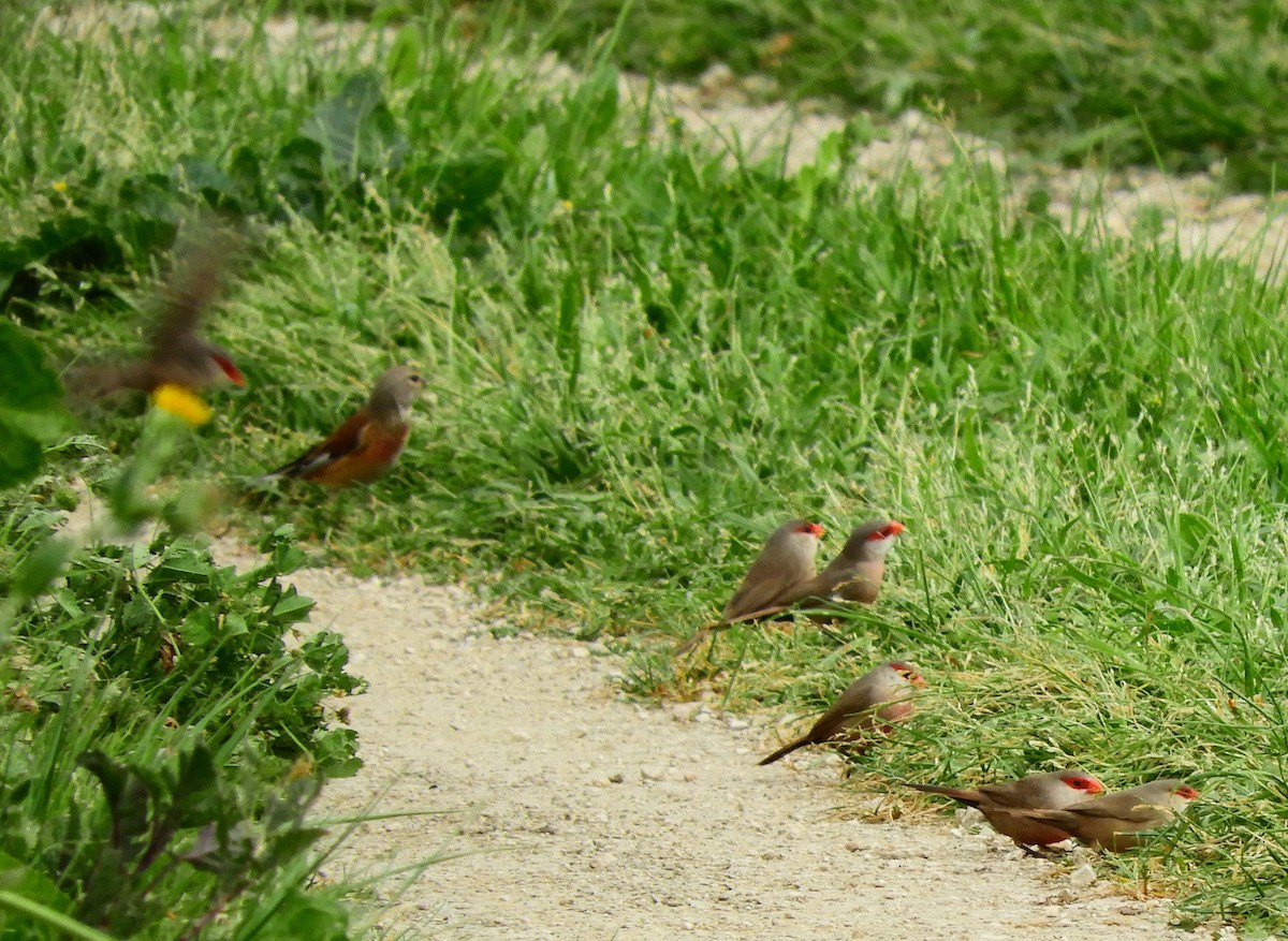 Eurasian Linnet - ML620107633