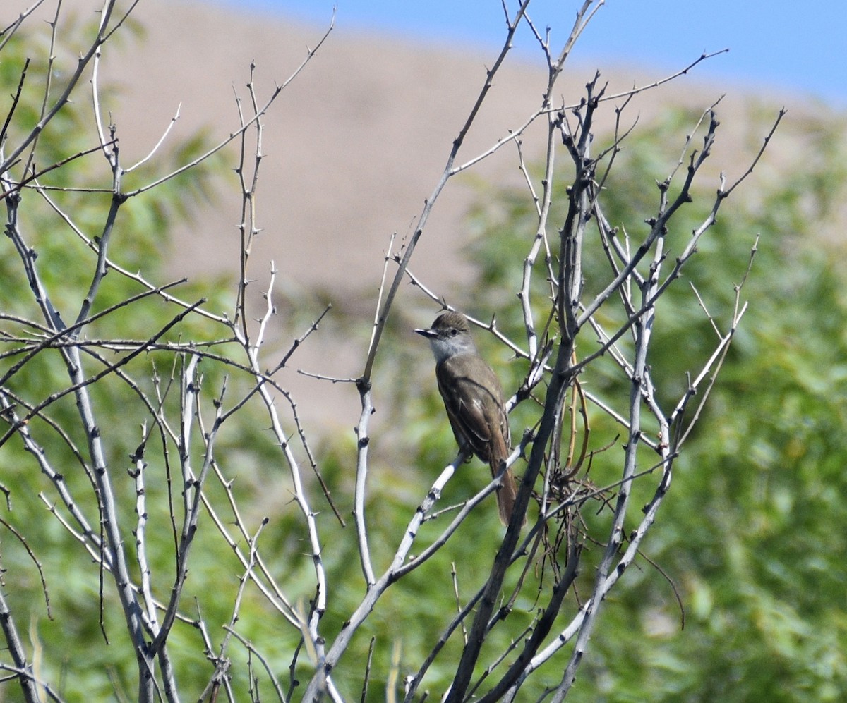 Brown-crested Flycatcher - ML620107637