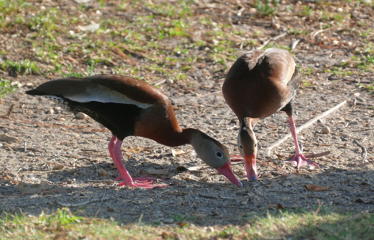 Black-bellied Whistling-Duck - ML620107638