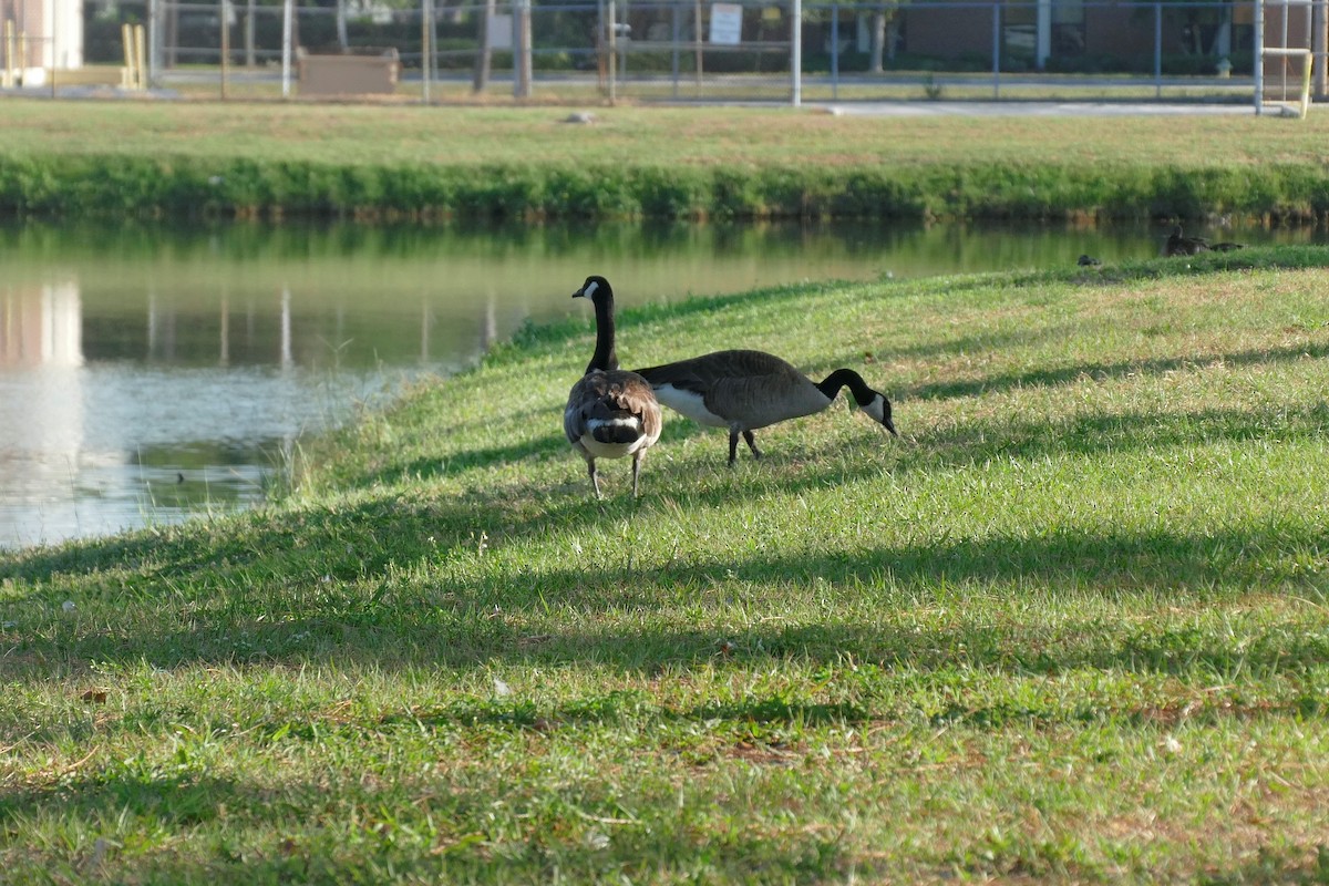 Canada Goose - ML620107644