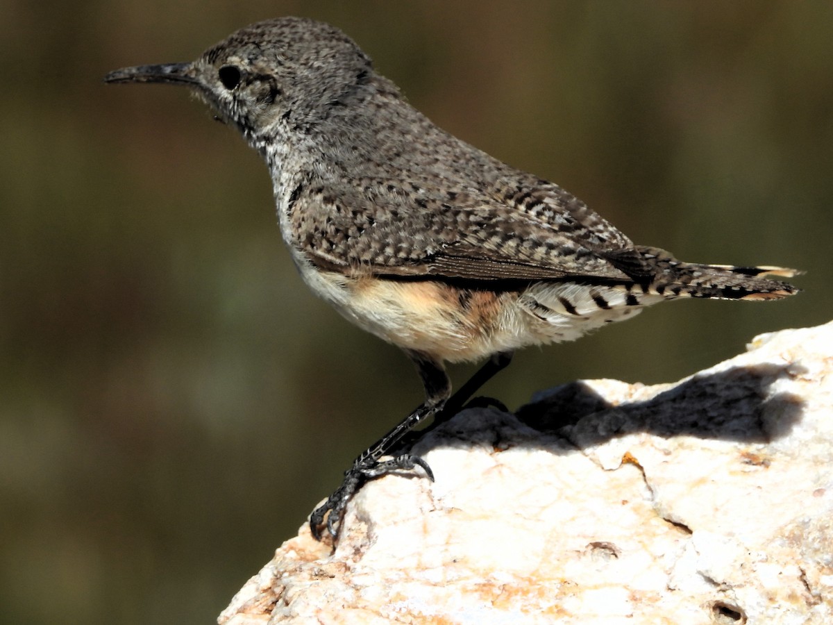 Rock Wren - ML620107647