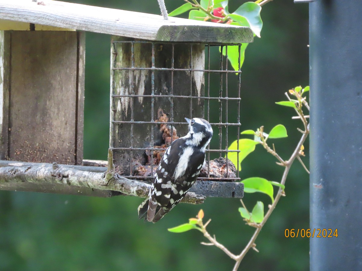 Downy Woodpecker - ML620107655