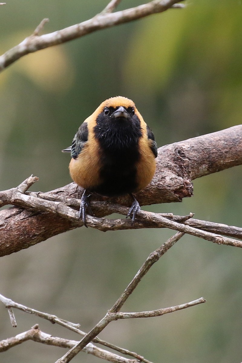 Burnished-buff Tanager - ML620107658