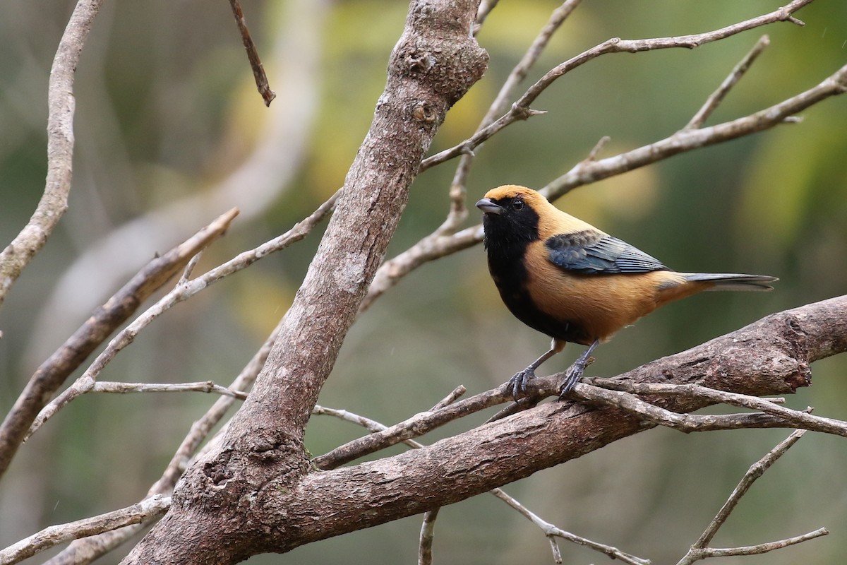 Burnished-buff Tanager - ML620107659