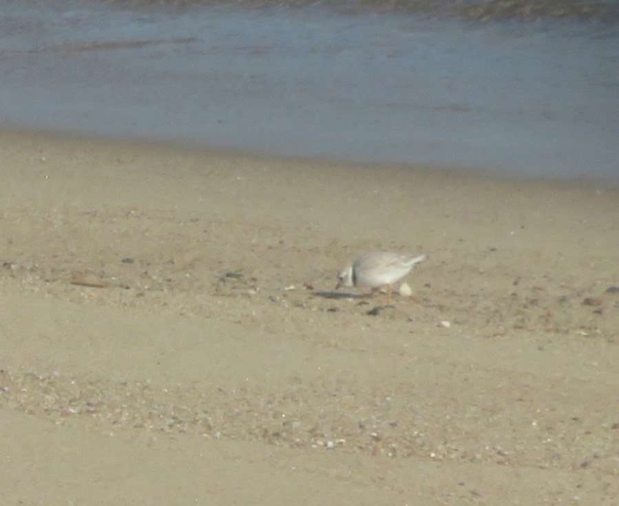 Piping Plover - ML620107676