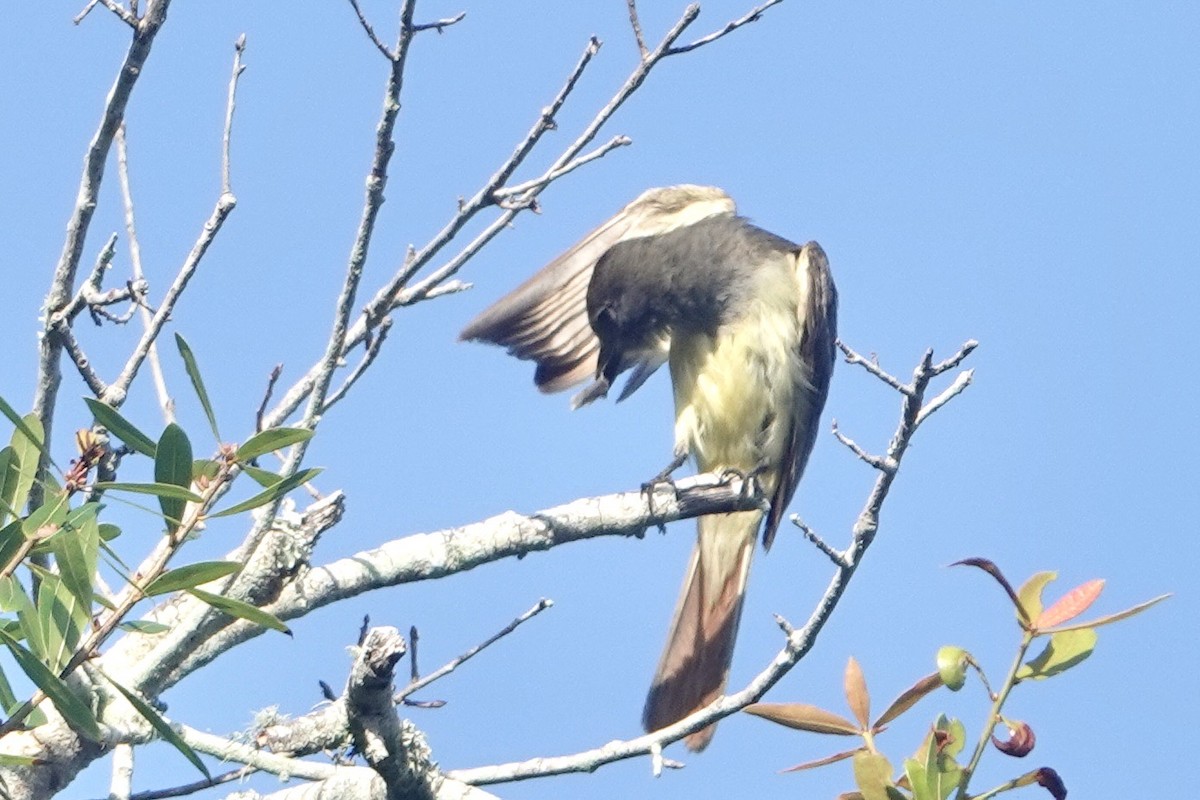 Great Crested Flycatcher - ML620107688