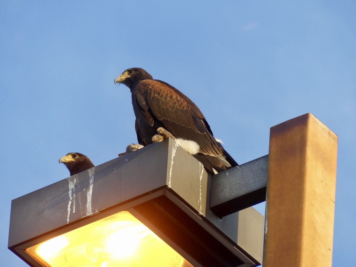 Harris's Hawk - ML620107696