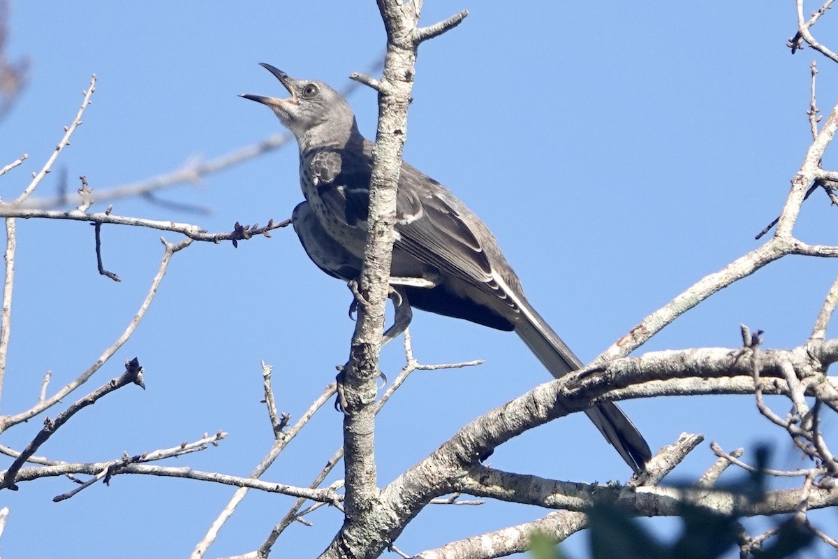 Northern Mockingbird - ML620107698