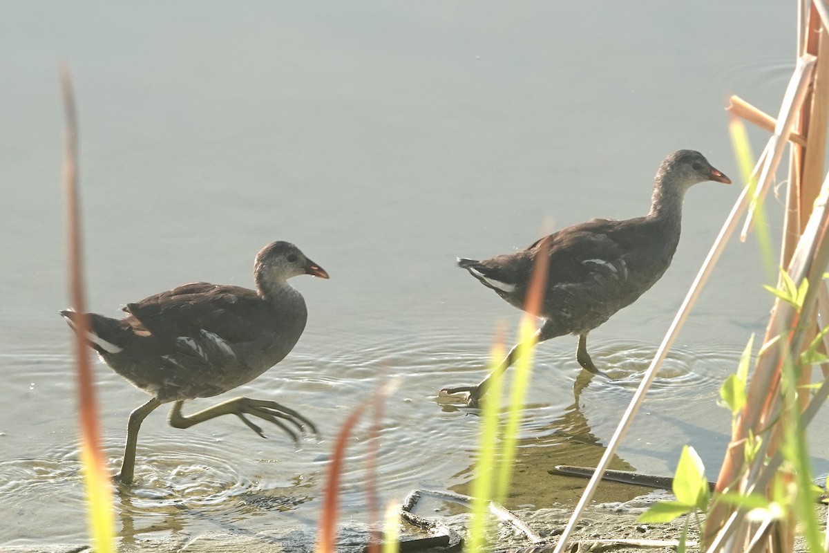 Common Gallinule - ML620107703