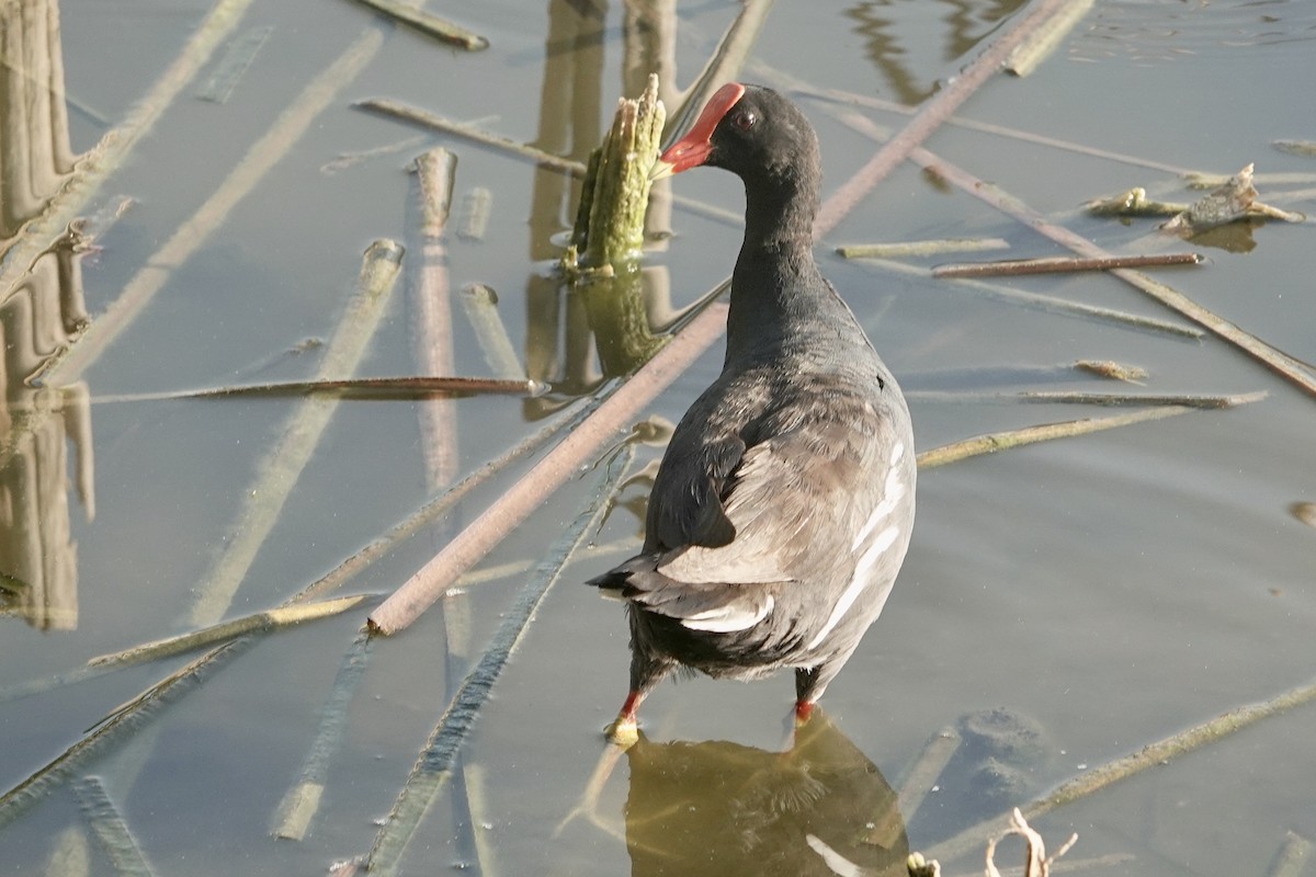 Common Gallinule - ML620107705