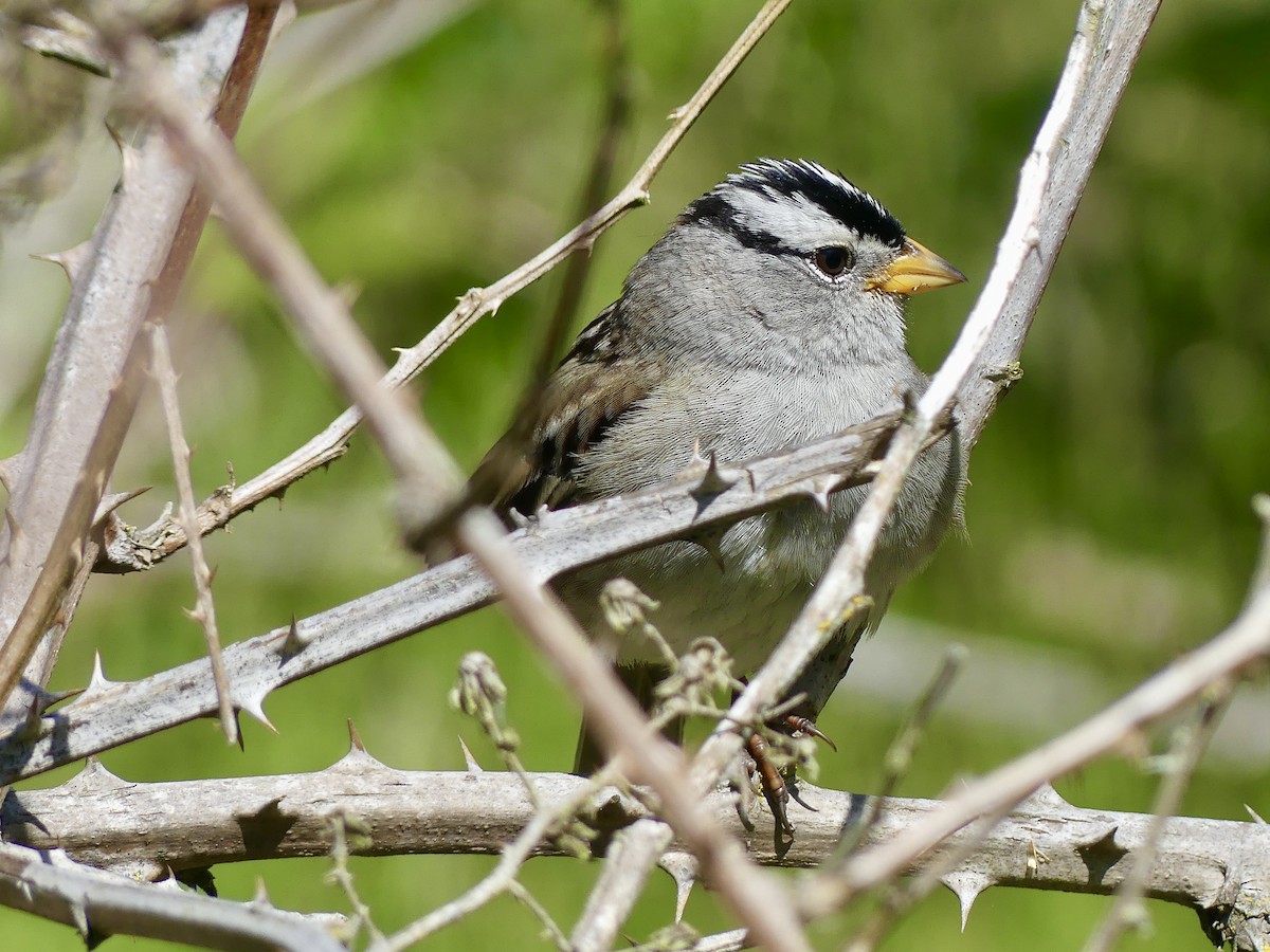White-crowned Sparrow - ML620107714