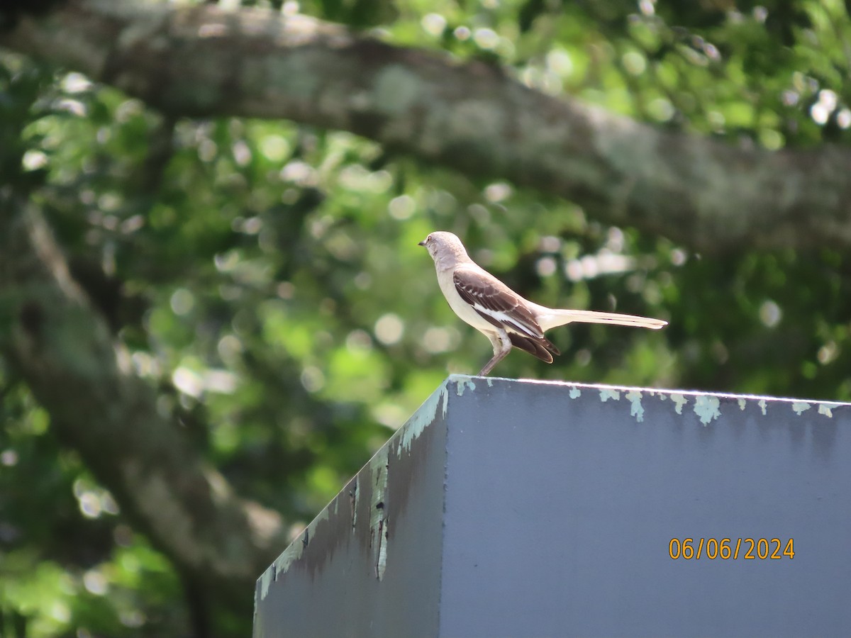 Northern Mockingbird - ML620107718