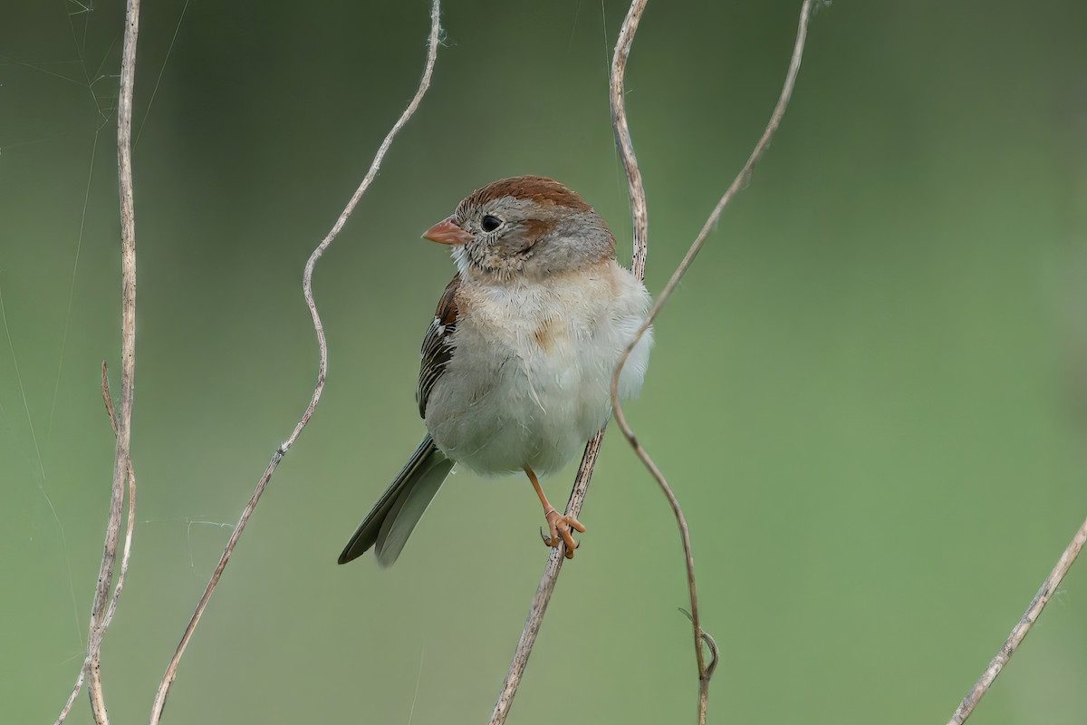 Field Sparrow - ML620107720